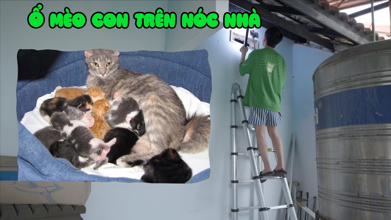 Phát Hiện Ổ Mèo Hoang Ở Trên Mái Nhà Của Anh
