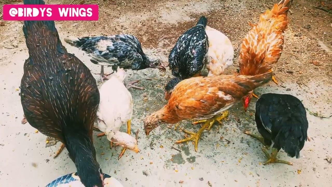 Aseel Chick Starting Baang&Aseel hen Mother with Chicks @Birdyswings @shehrmaindihat @MalikAseel-806