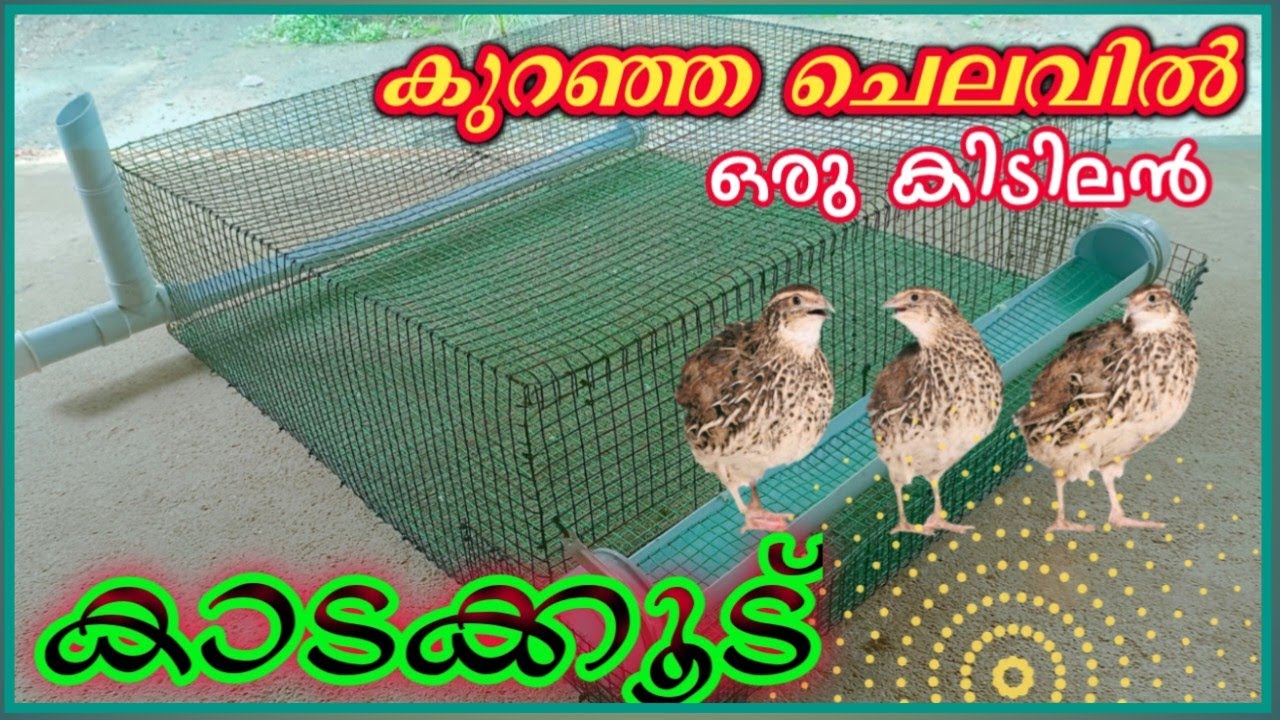 Cage Making | How To Make High Tech Quail Cage | Low cost | Agro tech series | 2021