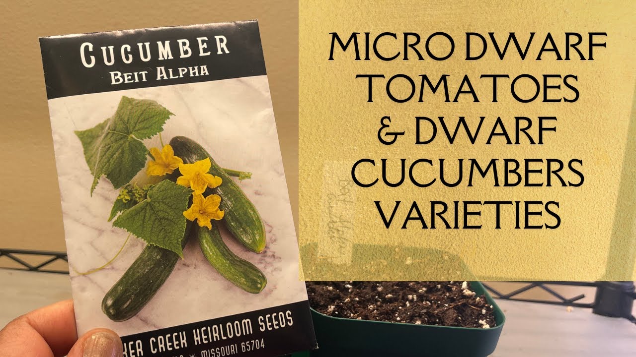 Micro Dwarf Tomatoes Varieties & Dwarf Self-Polinating Cucumbers - Winter Seed Starting Indoors