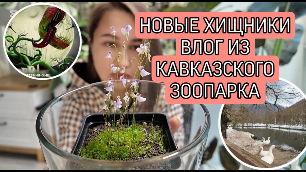 Показываю своих новых хищников и алоказии. Влог из Красной Поляны