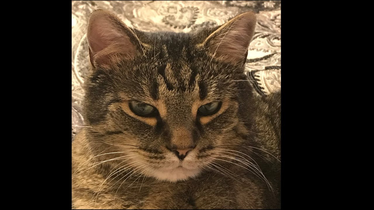 Remembering Our Happy Chappy – Chapel Cat