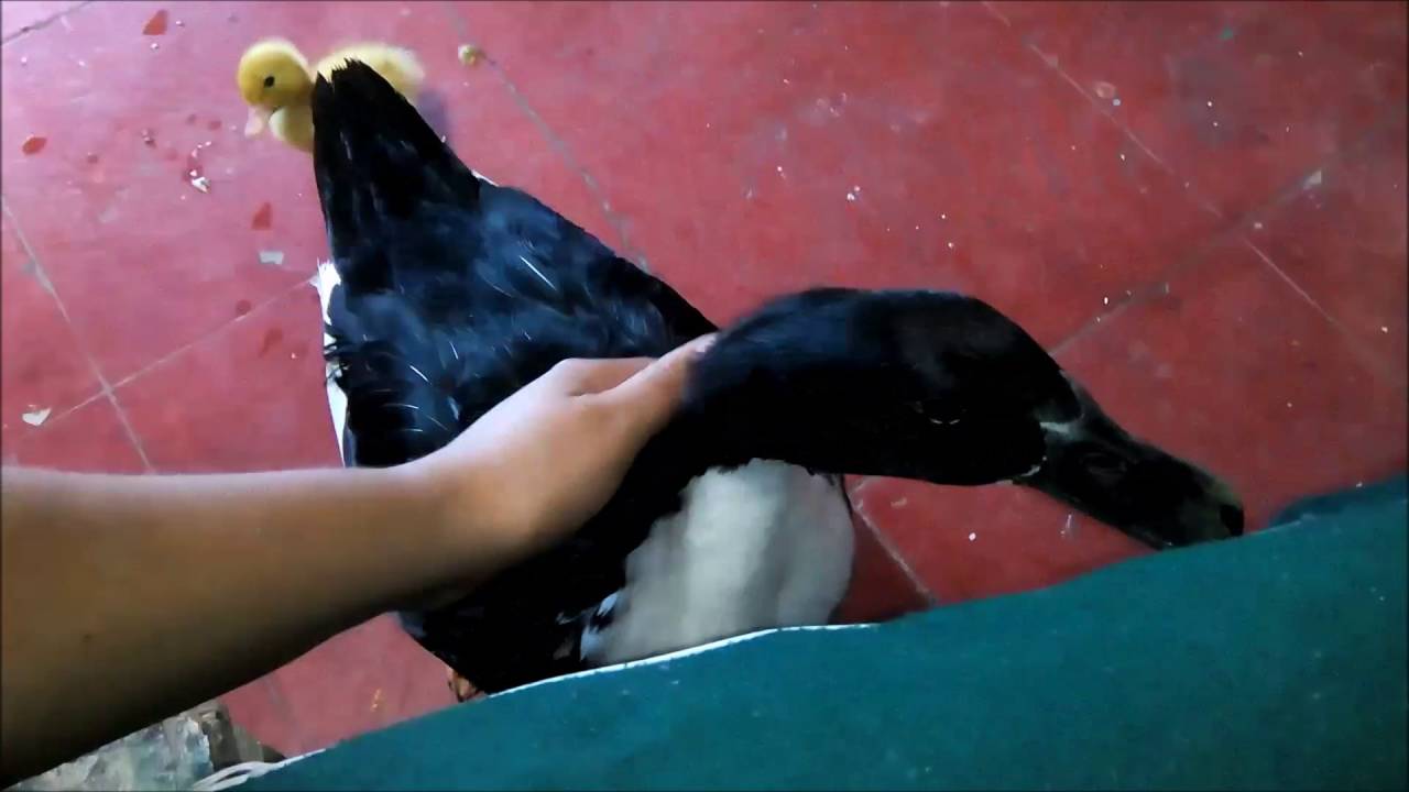 pato azul sueco buscando cari&ntilde;o de humanos
