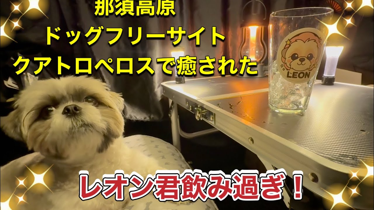 レオン君今日はどこ行くの？#那須高原クアトロぺロス#那須高原 