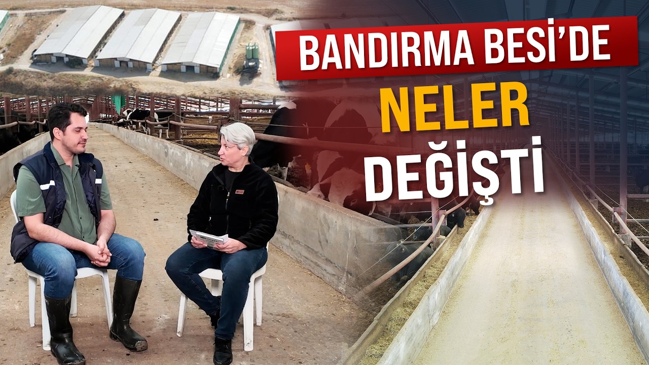 Holstein ile Yüksek Besi Performansı