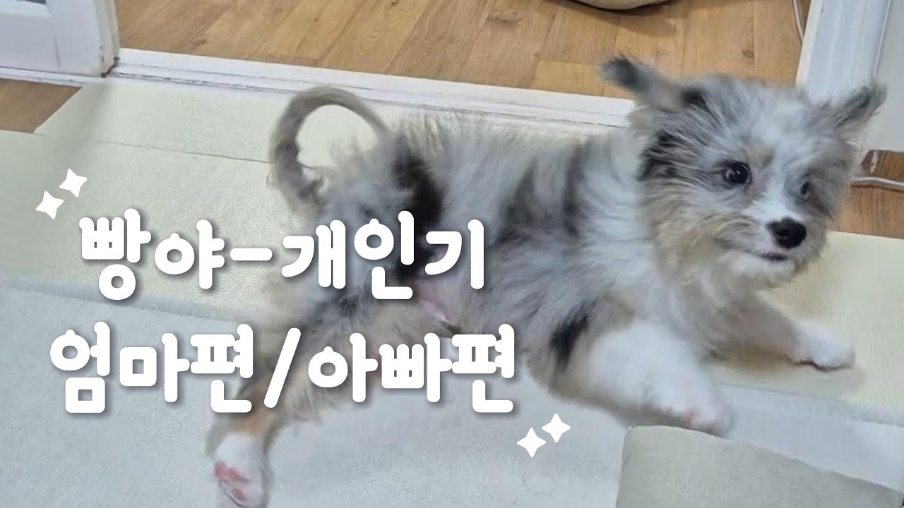 [오시두들 세인트] 엄마, 아빠랑 하는 빵야 개인기