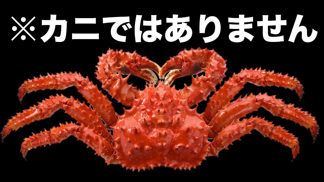 カニじゃないのにカニみたいに進化した理由！（ft.タラバガニはカニではない）
