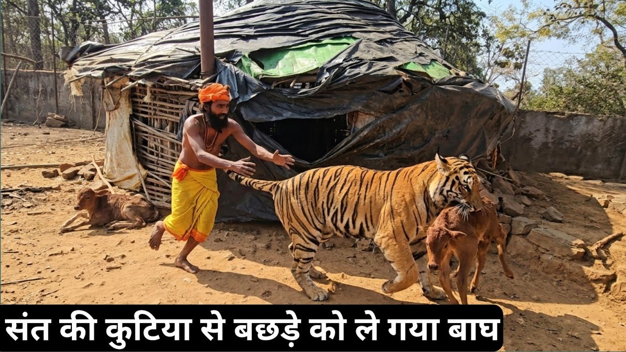 Chitrakoot Sant ji ka Sahas:Tiger se Bachde ki Raksha #sant #viralvideo 