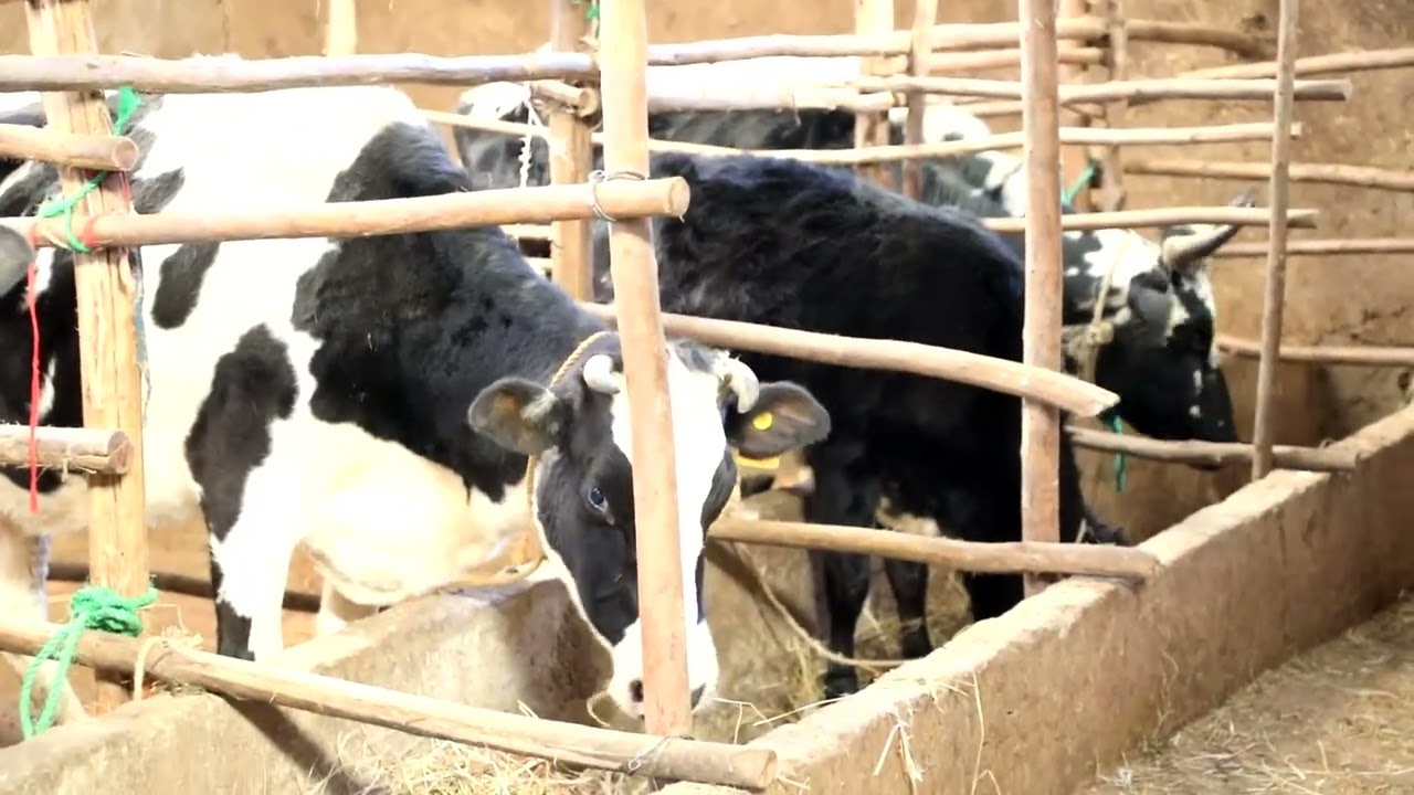 በሰሜን ጎንደር ዞን ደባርቅ ከተማ በከብት እርባታ የተሰማሩ  ኢንተርፕራይዞች 