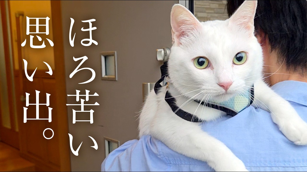 野良猫時代、きっと君は怖かった・・・。