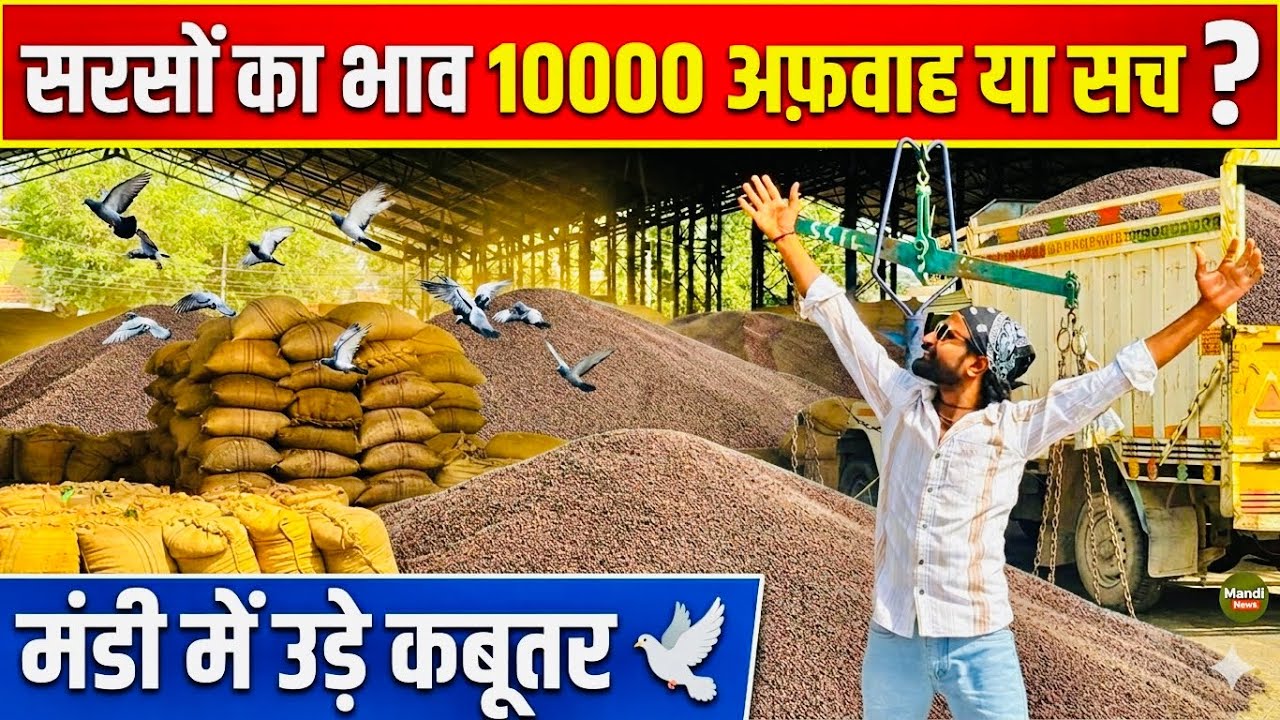 आज 10000 सरसों के रेट update | sarso ka bhav today | Mustard prises today