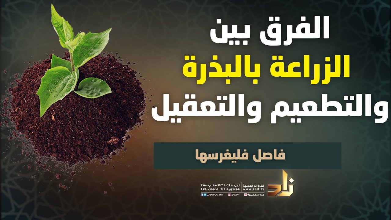 الفرق بين الزراعة بالبذرة والتطعيم والتعقيل | سعيد السهيمي | فليغرسها