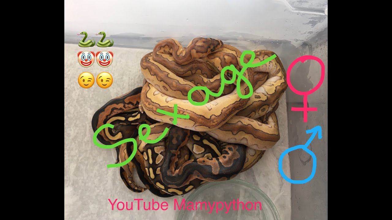Sexage Pythons regius Clown Ponte N°3