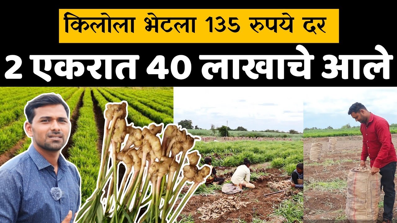 आले शेती।2 एकरात 40 लाखाचे आले। किलोला भेटला 135 रुपये दर।Ginger farming profit