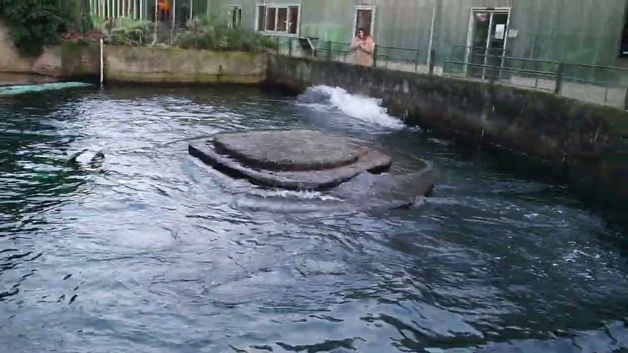 De Zeeleeuwen in Artis geven een soort show
