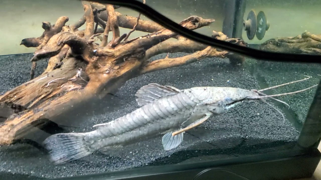 Hoplo Catfish Habits: A Funny Fish