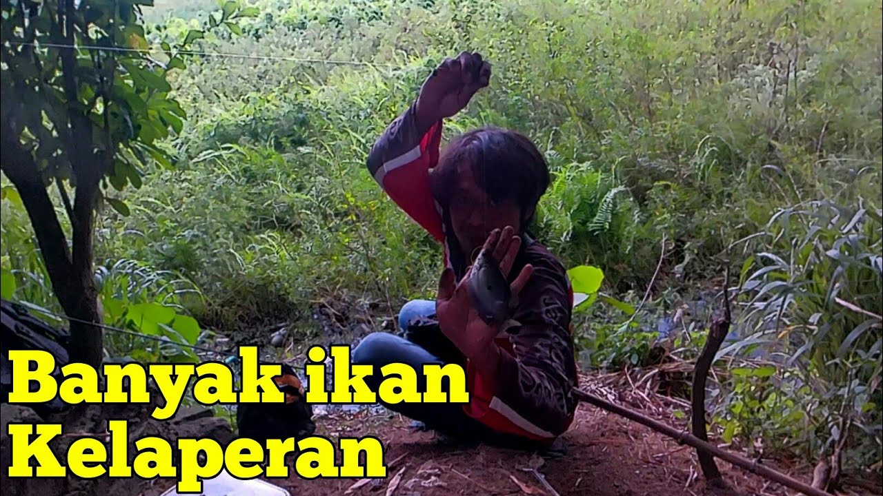 Mancing Ikan Sepat Babon || Gampang Banget Sobat!!!