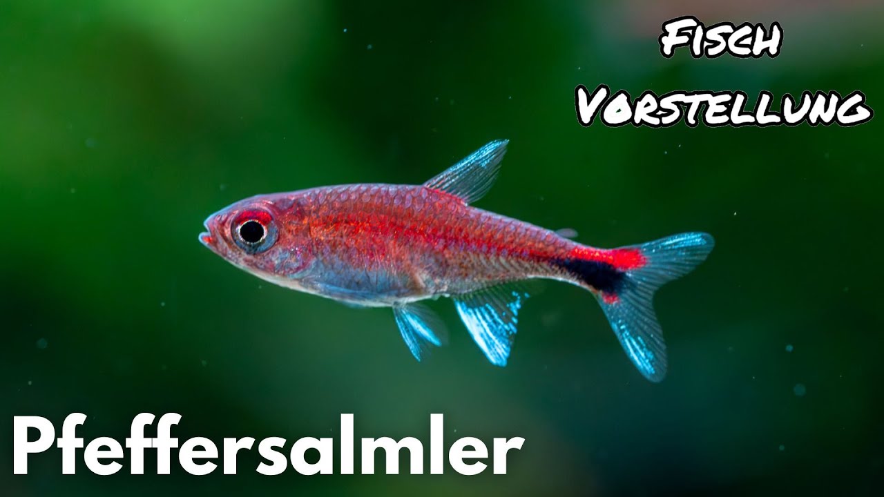 Pfeffersalmler - Axelrodia riesei | Liquid Nature Fisch Vorstellung