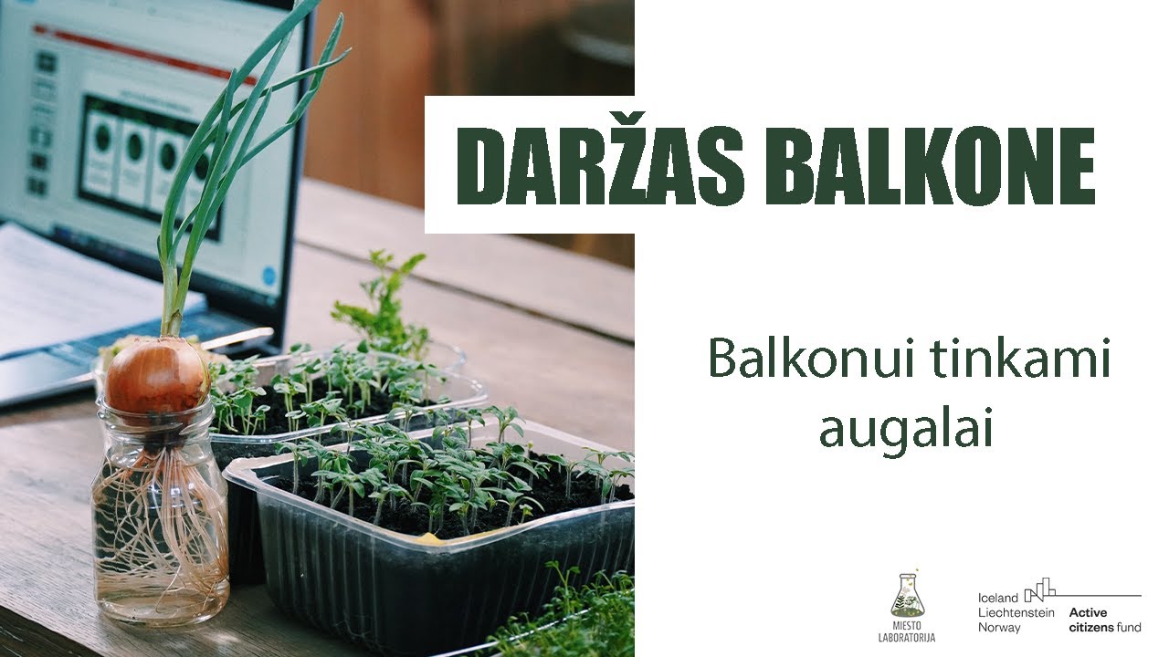 Daržas balkone vol. 6: Augalai tinkantys auginti balkone