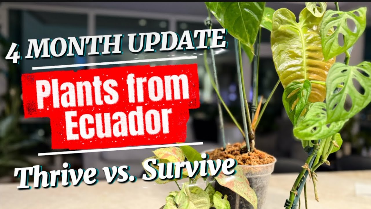 4-Month Ecuador Plant Update | El Choco Red Comeback, King Veitchii’s 1st Leaf & Aroid Glow-Ups