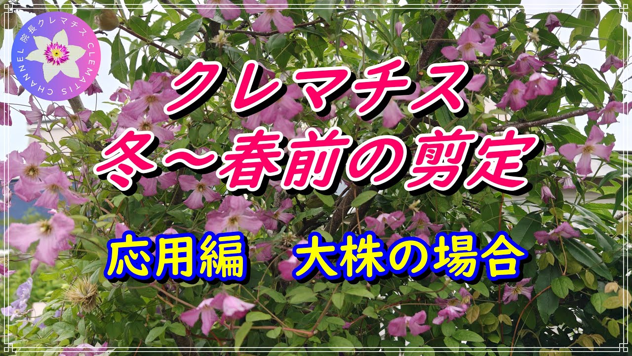 クレマチスの冬～春前の剪定　応用編　大株の剪定