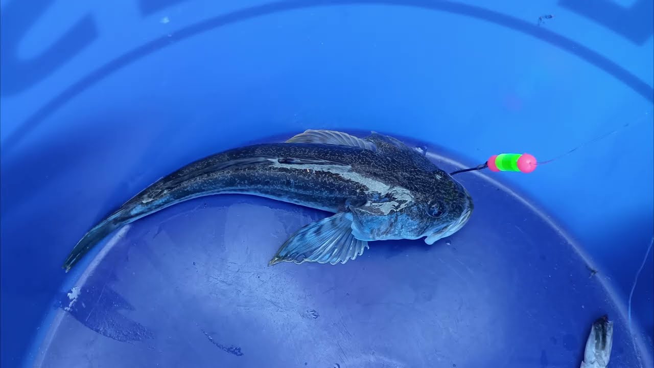 Santa Cruz Warf Crabbing and Fishing