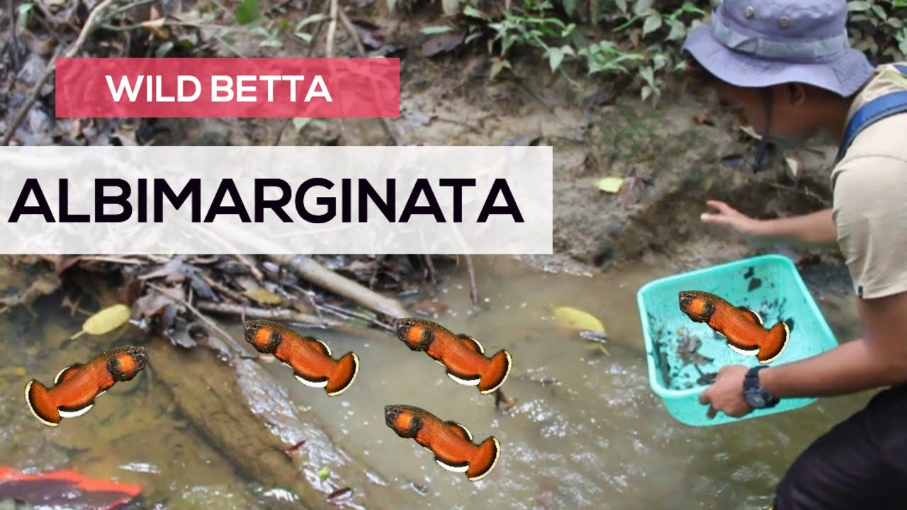 HUNTING ALBIMARGINATA‼️ WILD BETTA EKSOTIS DARI KALIMANTAN