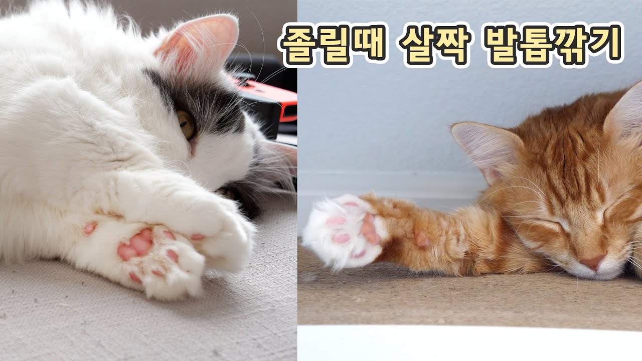 고양이 졸릴 때 사알짝 발톱깎기 - 쉬운 냥이 어려운 냥이