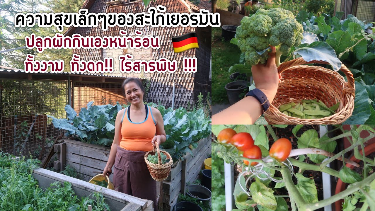 เที่ยวกับแม่ EP.7 พาชมแปลงผักสวนครัวไทยไร้สารพิษของสะใภ้เยอรมัน | Jajar Mekatz