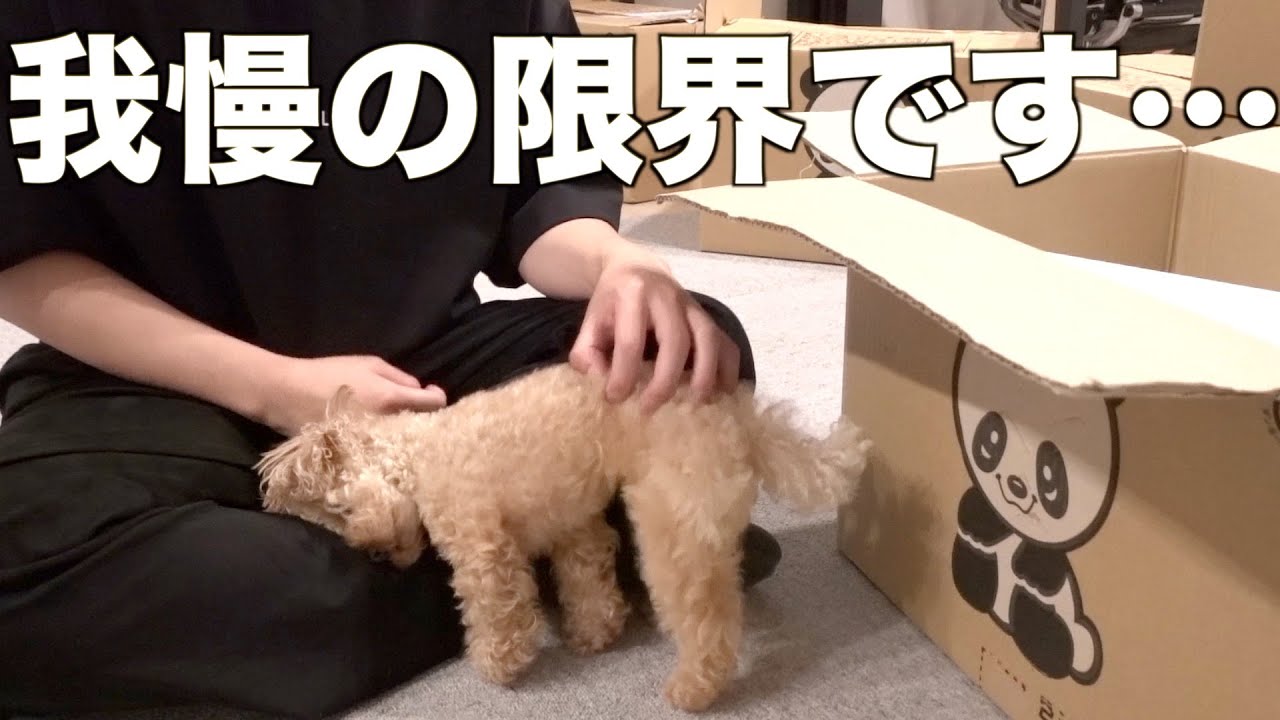 引越しで忙しい飼い主にほっとかれて甘えん坊が爆発するトイプードル