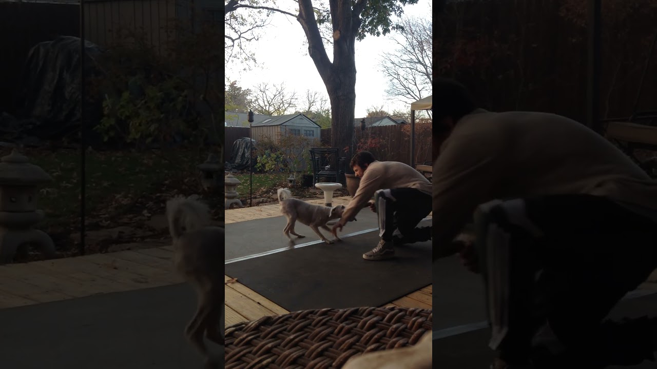 freestyle sitting sporthocker sessions #shorts #dance #skilltoy #doglife #freestyle