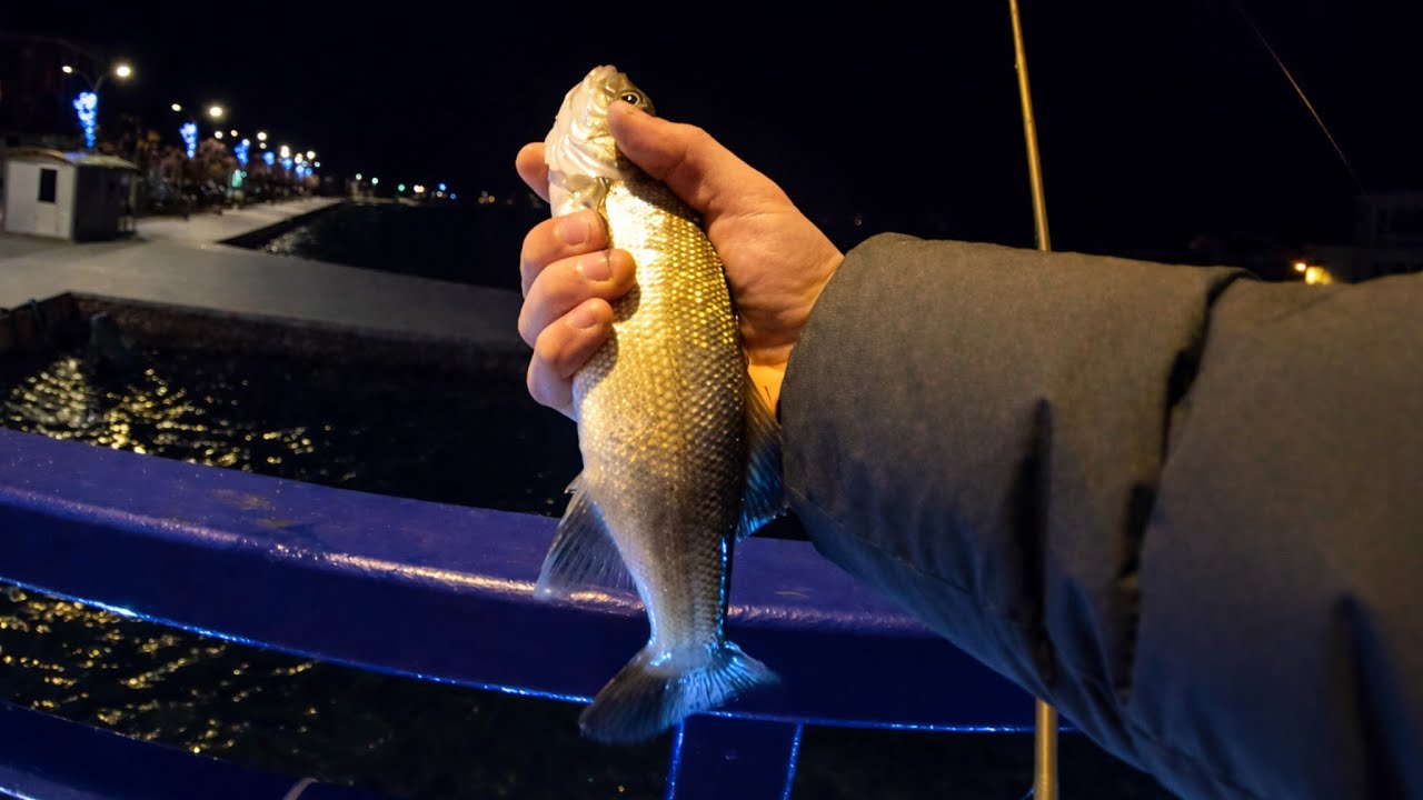 Light Spinning for Winter Seabass at Night (Ribolov Brancina)