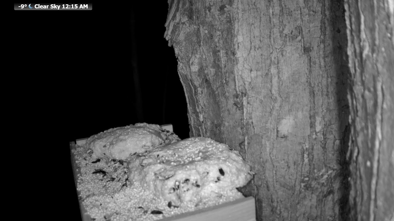 Live wildlife Feeder: Wildlife Feeding Frenzy at McCaslin Brook | Nicolet National Forest 24/7