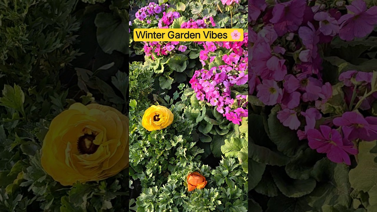 Phoolon Ke Shehar Mein Ghar Mera 🌸 | Winter Season Nursery Flowers | Shorts 