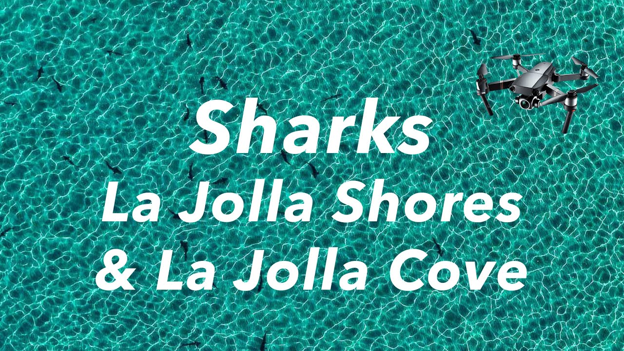 Sharks in La Jolla - Aerial Video of Sharks at La Jolla Shores #lajolla #bommarito #shark