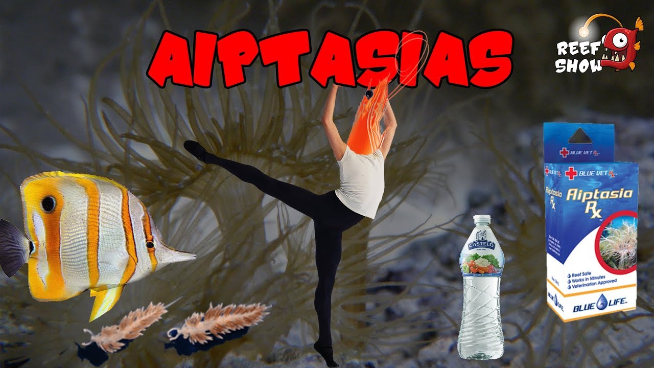 AIPTASIA - Tudo o que você precisa saber sobre esta PRAGA! - Aquário Marinho - Reef Show #63