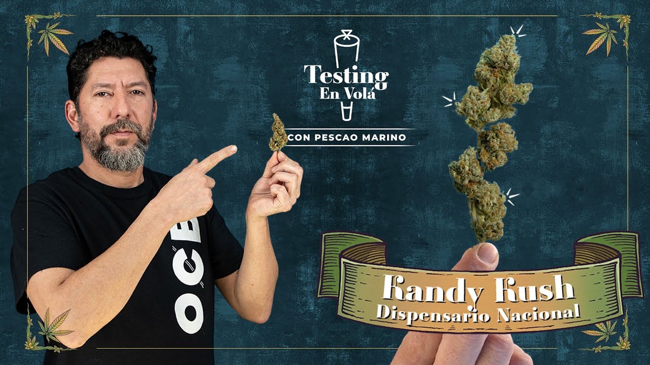 TESTING THE KANDY KUSH VARIETY 🍬 NATIONAL DISPENSARY