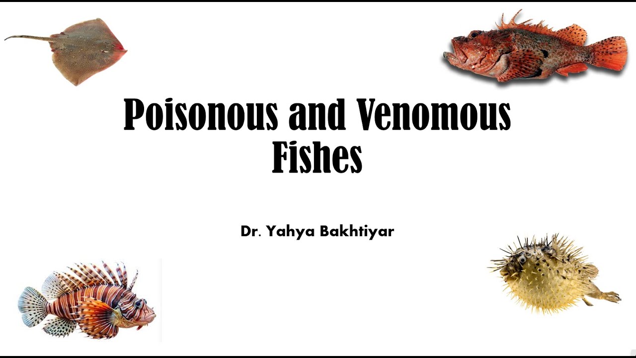 78 Poisonous and Venomous Fishes