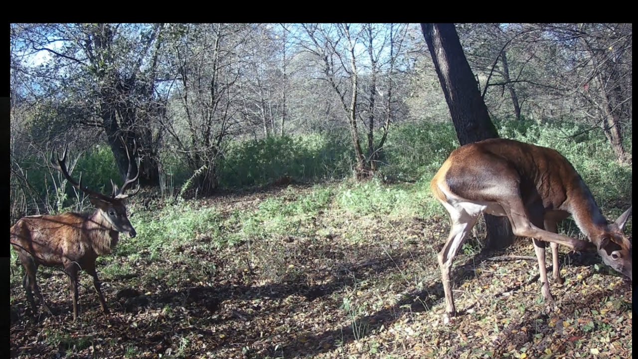 Leśni mieszkańcy okiem fotopułapki #66🦌🌲