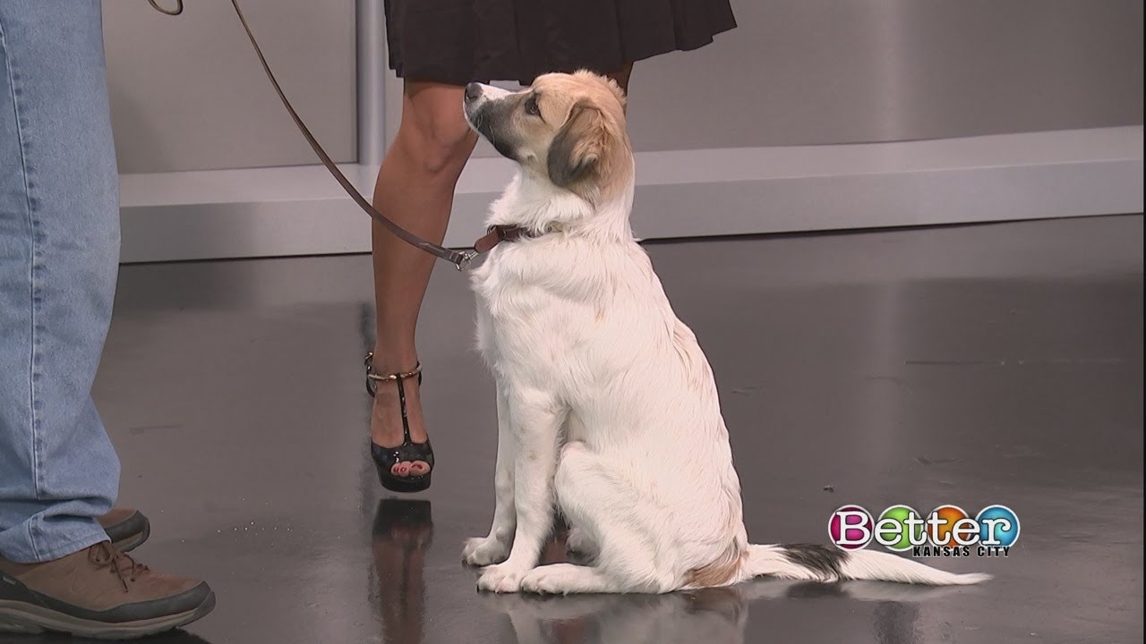 Therapy vs. emotional support dog