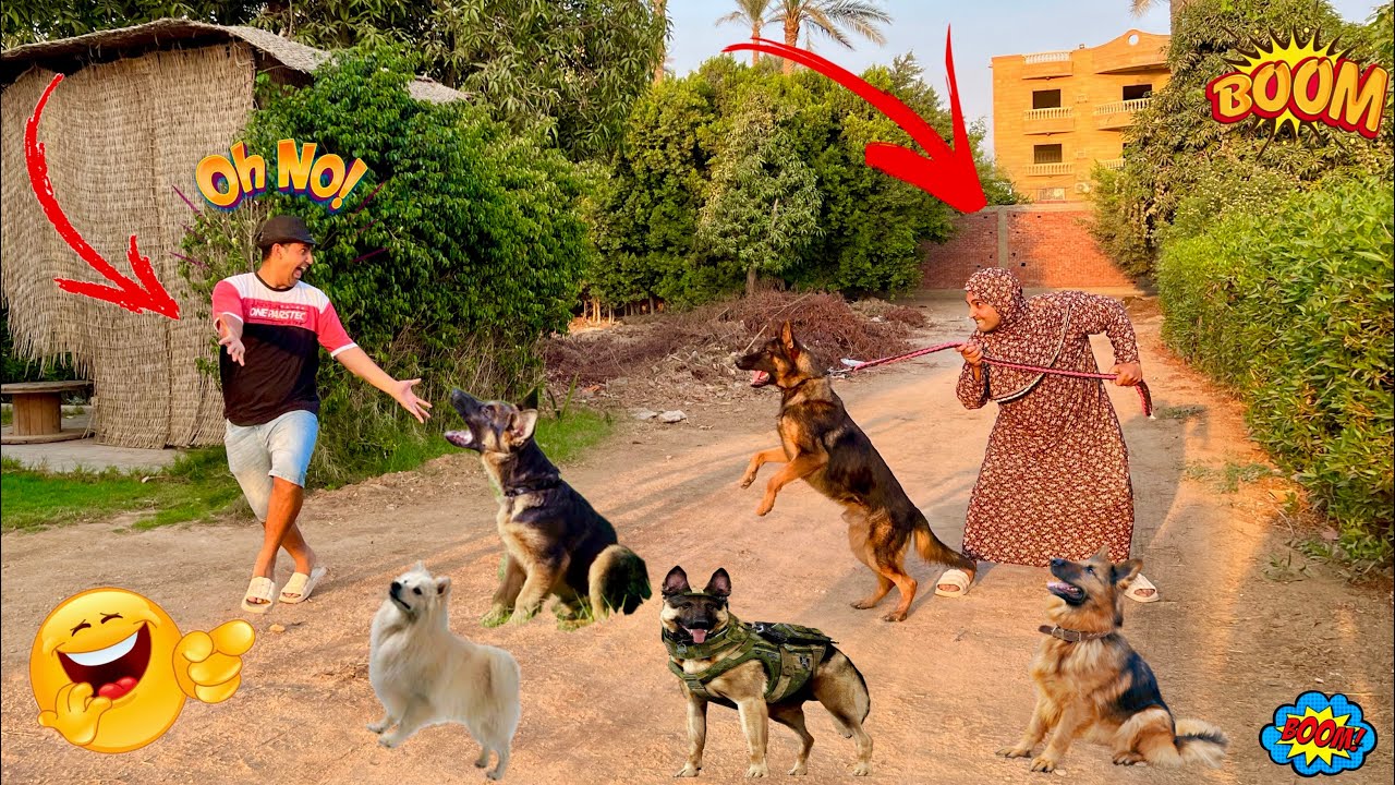 لما ام كشري تشتري كلب 🐕 علشان تخوف جوزها و ابنها _ الجزء الاول 😂😂 عمر الزير