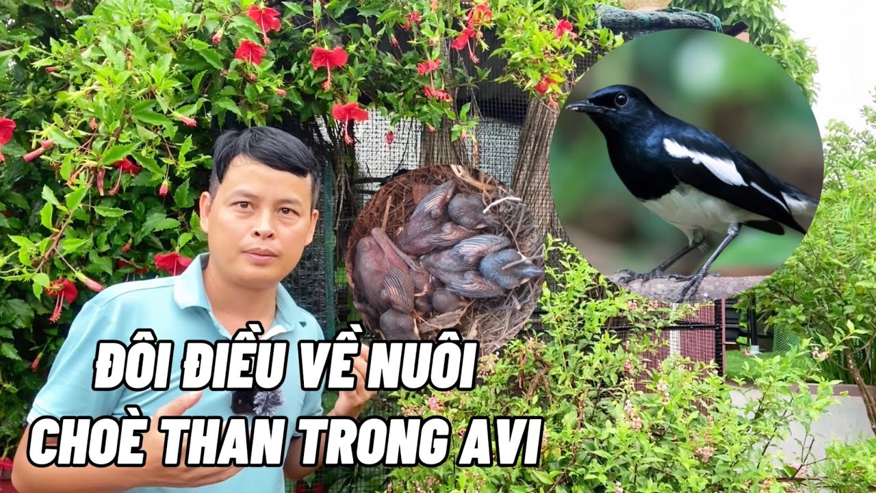 Đôi điều về nuôi chim Chích Choè than trong avi