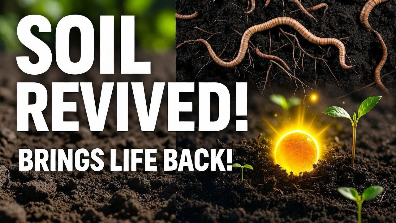 The Forgotten Ingredient That Wakes Up Dead Soil