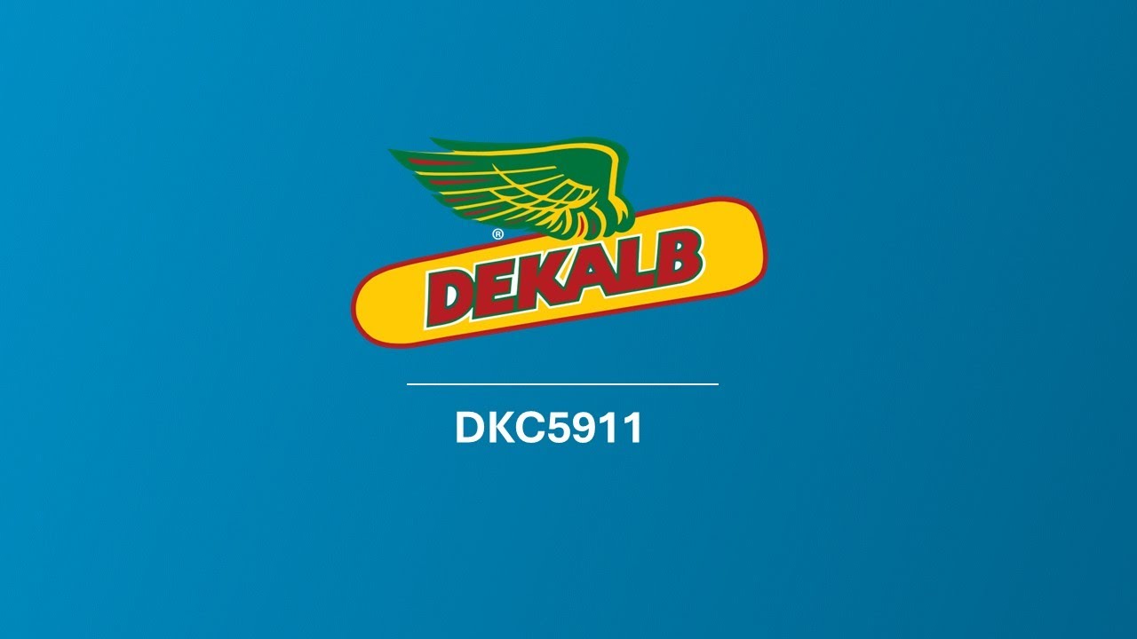 DKC5911 - Il trinciato della classe 500, anche nelle seconde semine tardive