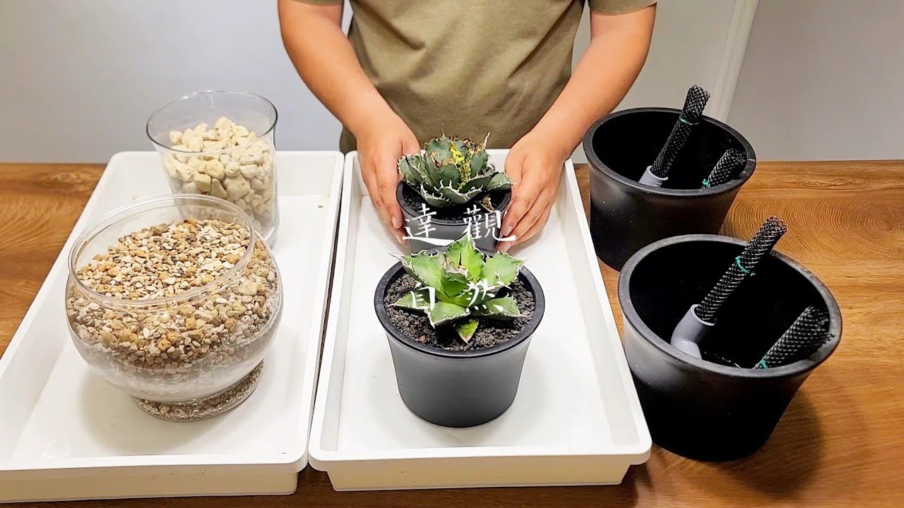 白火焰嚴龍(龍舌蘭)-換盆種植-How to grow Whitefire Agave Titanota in a pot.