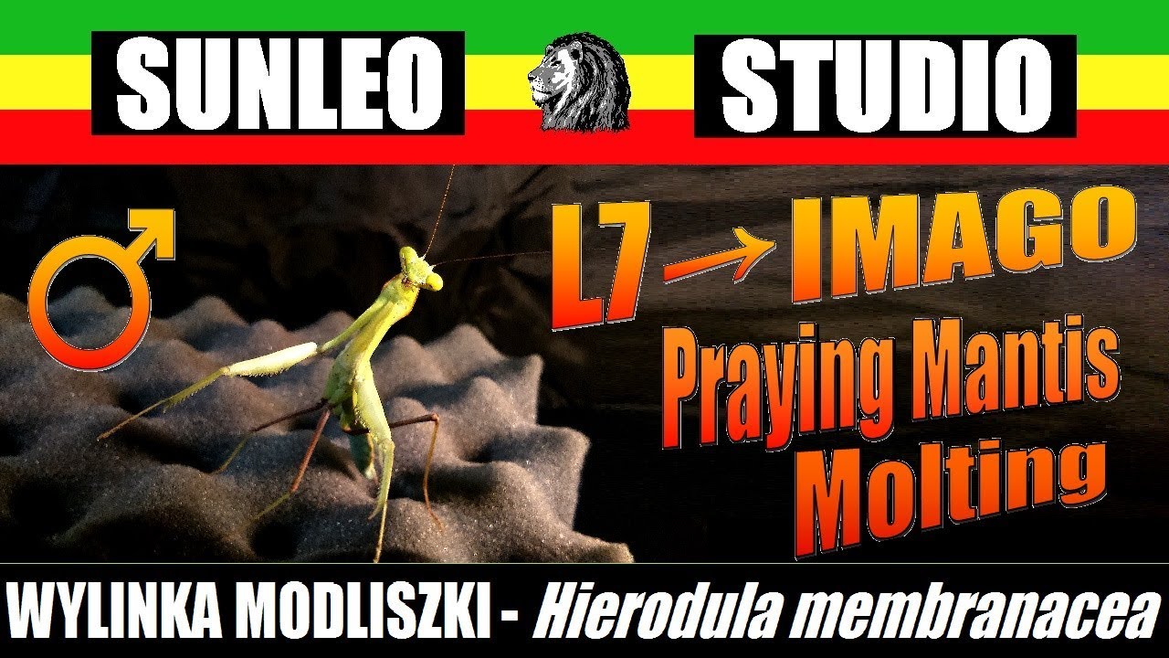 Wylinka modliszki - L7/Imago - Hierodula membranacea