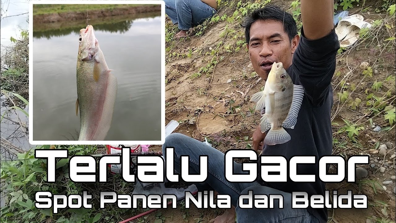 Terlalu Gacor ini Spot... Panen Nila dan Belida