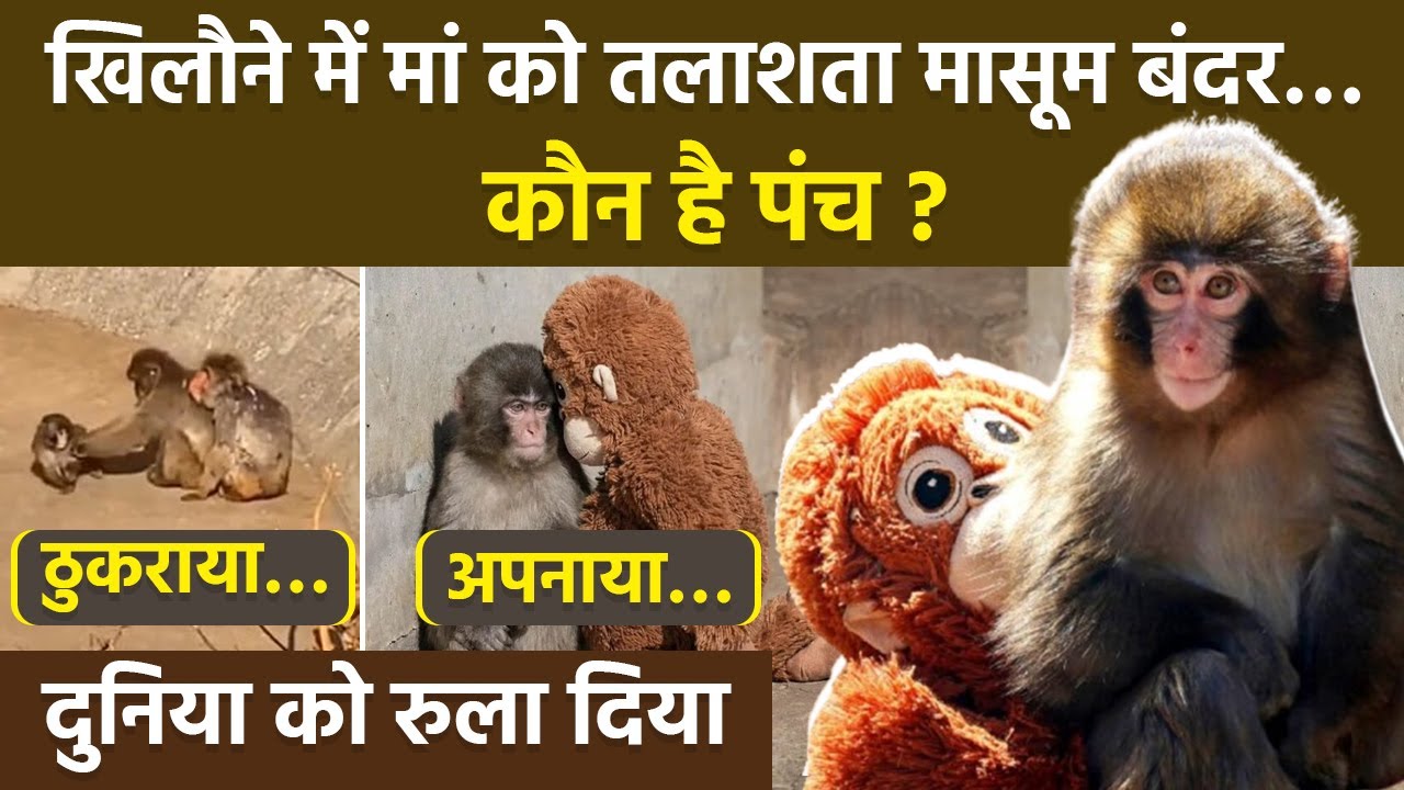 Japanese Zoo में मां से बिछड़े Baby Monkey Punch की कहानी देखकर Social Media पर क्यों रो पड़े लोग