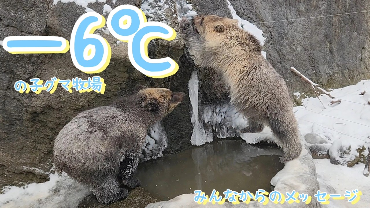 マイナス6度の子グマ牧場【のぼりべつクマ牧場】みんなからのメッセージ編
