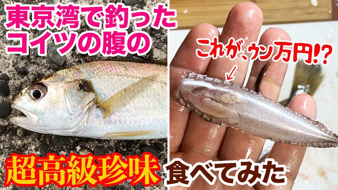 東京湾で釣ったコイツから取り出したコイツが超高級珍味だって！？
